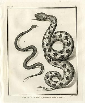 Antique Print-VIPERA ASPIS-ADDER-SMOOTH SNAKE-Hulk-Buffon-Lacepede-1799