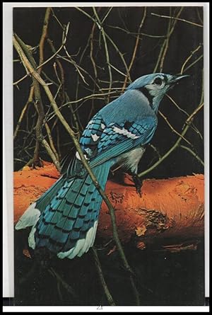 Bild des Verkufers fr bird postcard: Blue Jay zum Verkauf von Mobyville