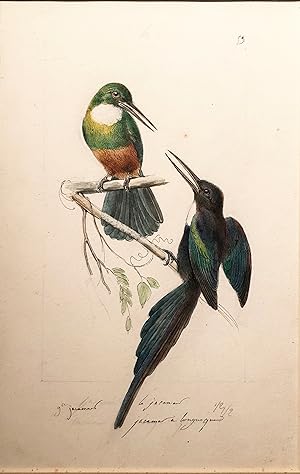 Seller image for [Prepared for plate 11, Oiseaux mouche. Rubus Topaze] for sale by Arader Galleries Drawings & Watercolors
