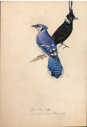 Seller image for "Geai Geai noir a collae bleu Geai bleu" for sale by Arader Galleries Drawings & Watercolors