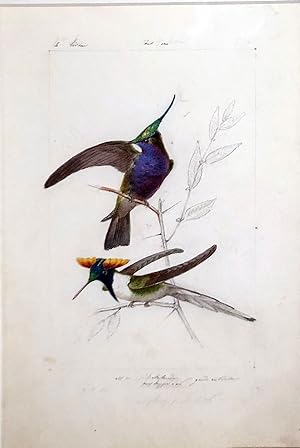 Seller image for "Oiseaux Mouche Delalande" for sale by Arader Galleries Drawings & Watercolors