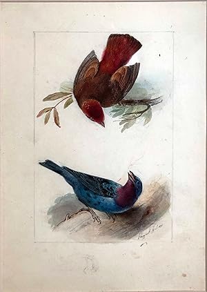 Seller image for "Cotinga Ouette Querivca" for sale by Arader Galleries Drawings & Watercolors