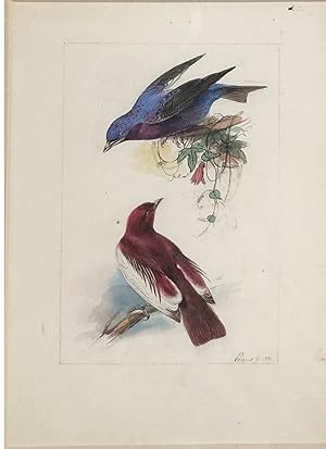 Seller image for "Cotinga Bleu Pompodur" for sale by Arader Galleries Drawings & Watercolors