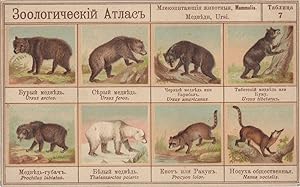 Zoological Atlas From Teddy Bear Collection 1909 Old Postcard