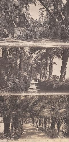 Biskra Jardin 3x Old Algeria Postcard s