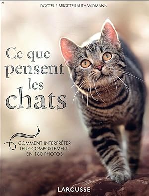 ce que pensent les chats