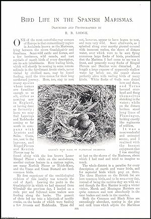 Bild des Verkufers fr Bird Life in the Spanish Marismas, Andalusia. An original article from the Windsor Magazine, 1908. zum Verkauf von Cosmo Books