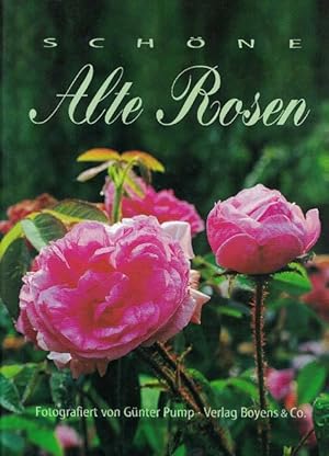 Seller image for Schne alte Rosen. Fotografiert von Gnter Pump. for sale by La Librera, Iberoamerikan. Buchhandlung