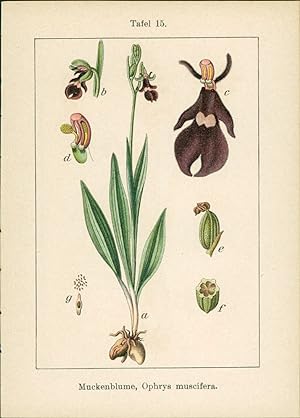 Seller image for Lithographie : Muckenblume, Ophrys muscifera. Ohnblatt, Epipogon generalis. for sale by Bcher bei den 7 Bergen