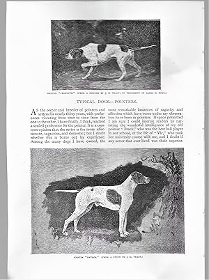 Image du vendeur pour Typical Dogs: Pointers mis en vente par Legacy Books II