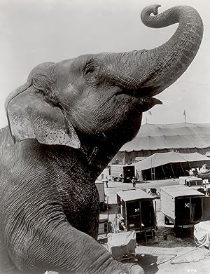 Elephant as a symbol of the circus