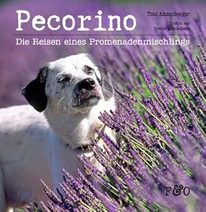 Seller image for Pecorino for sale by Versandbuchhandlung Kisch & Co.