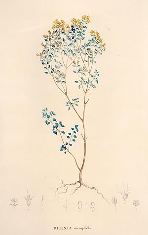 Bild des Verkufers fr Rhexia microphylla;Farblithographie um 1806 zum Verkauf von Antiquariat Kastanienhof