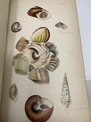 Seller image for INITIAMENTA CONCHOLOGICA OR ELEMENTS OF CONCHOLOGY, COMPRISING THE PHYSIOLOGICAL HISTORY OF SHELLS AND THEIR MOLLUSCOUS INHABITANTS, THEIR STRUCTURE, GEOGRAPHICAL DISTRIBUTION, HABITS, CHARACTERS, AFFINITIES, ARRANGEMENT, AND ENUMERATION OF SPECIES for sale by Aardvark Rare Books, ABAA