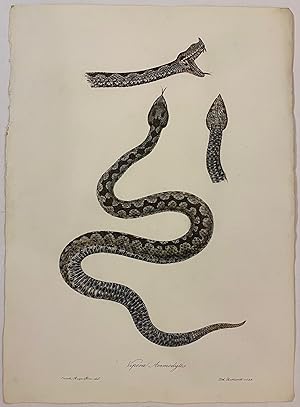 Imagen del vendedor de Vipera Ammodytes a la venta por Argosy Book Store, ABAA, ILAB