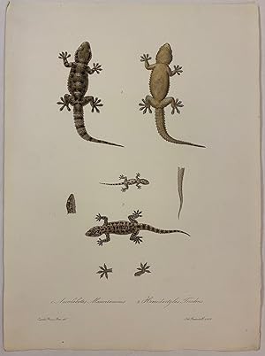 1. Ascalabotes Mauritanicus 2. Hemidactylus Triedrus