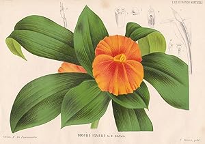 Seller image for Costus Igneus" - Chamaecostus cuspidatus Pflanze plant Blume flower flowers Blumen Botanik botany Botanical Botany for sale by Antiquariat Steffen Vlkel GmbH