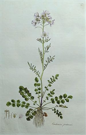 Antique Botanical Print LADY'S SMOCK, CARDAMINE Curtis Flora Londinensis 1777