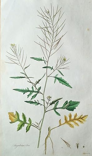 Antique Botanical Print LONDON ROCKET, SISYMBRIUM, Curtis Flora Londinensis 1777