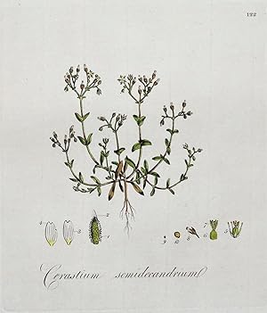 Antique Botanical Print CHICKWEED, CERASTIUM, Curtis Flora Londinensis 1777