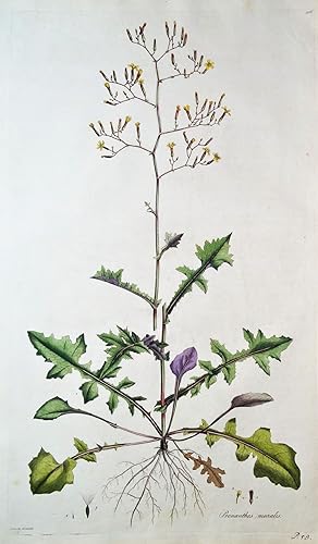 Antique Botanical Print WILD LETTUCE, PRENANTHES, Curtis Flora Londinensis 1777