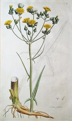 SOWTHISTLE, SONCHUS PALUSTRIS Botanical Antique Print Flora Londinensis 1777