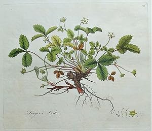 Antique Botanical Print BARREN STRAWBERRY FRAGARIA Curtis Flora Londinensis 1777
