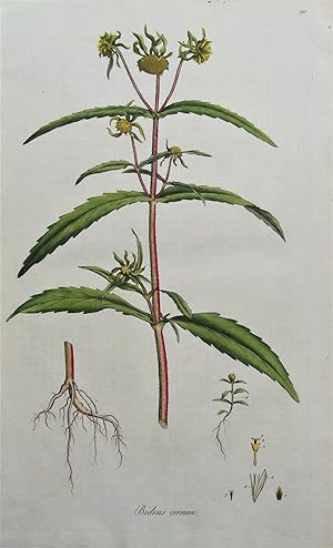 WATER HEMP AGRIMONY,Bidens Curtis Antique Botanical Print Flora Londinensis 1777