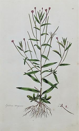 WILLOW HERB, EPILOBIUM, Curtis Antique Botanical Print Flora Londinensis 1777