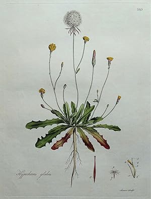 Antique Botanical Print HYPOCHAERIS GLABRA, Smooth Cat's Ear, Curtis Flora Londinensis 1777