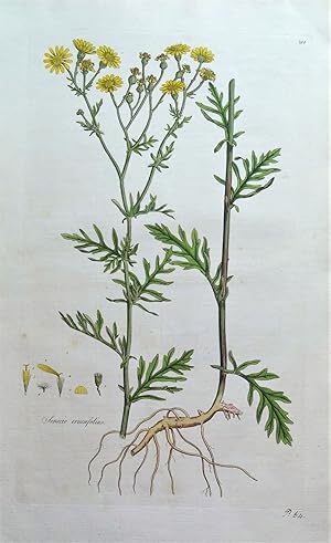SENECIO, HOARY RAGWORT, Curtis Botanical Antique Print Flora Londinensis 1777