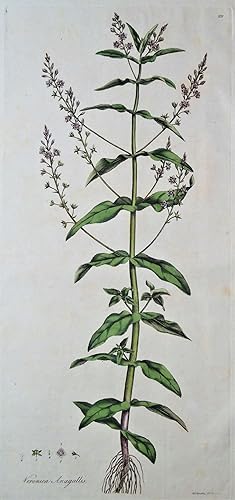 Antique Botanical Print WATER SPEEDWELL, VERONICA ANAGALLIS, Curtis Flora Londinensis 1777