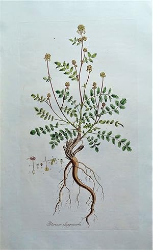 SALAD BURNET, POTERIUM SANGUISORBA Curtis Antique Print Flora Londinensis 1777
