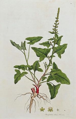 Antique Botanical Print GOOD KING HENRY, Curtis Flora Londinensis 1777