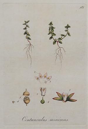 PIMPERNEL, CENTUNCULUS, Curtis Antique Botanical Print Flora Londinensis 1777