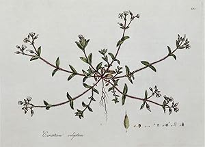 Antique Botanical Print CHICKWEED, CERASTIUM VULGATUM Curtis Flora Londinensis 1777