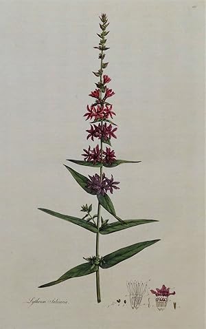 PURPLE LOOSESTRIFE,LYTHRUM Curtis Antique Botanical Print Flora Londinensis 1777