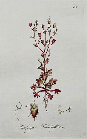 Antique Botanical Print RUE LEAVED SAXIFRAGE, Curtis Flora Londinensis 1777