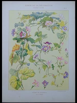 MORNING GLORY FLOWERS, FRENCH ART NOUVEAU - 1900 PRINT - G. LEBART, VOLUBILIS