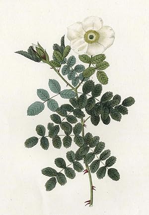 Pierre-Joseph Redouté, Rosengewächse (Rosaceae) , Pierre-Joseph Redouté. - Rosengewächse (Rosacea...