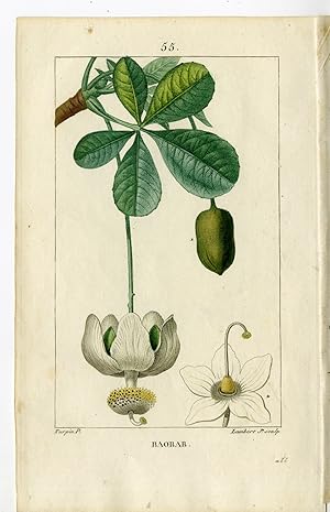 Bild des Verkufers fr 2-Antique Prints-PL.55, 56-BAOBAB-ADANSONIA DIGITATA-Turpin-Chaumeton-1814 zum Verkauf von Pictura Prints, Art & Books