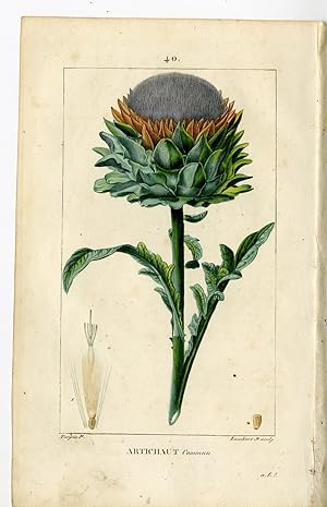 Antique Print-PL.40.-ARTICHAUT-ARTICHOKE-CYNARA-Turpin-Chaumeton-1814