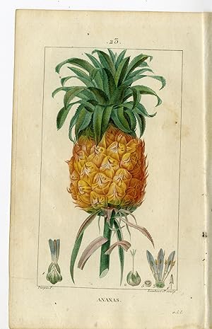Bild des Verkufers fr Antique Print-PL.23.-ANANAS- PINE APPLE- BROMELIA ANANAS-Turpin-Chaumeton-1814 zum Verkauf von Pictura Prints, Art & Books