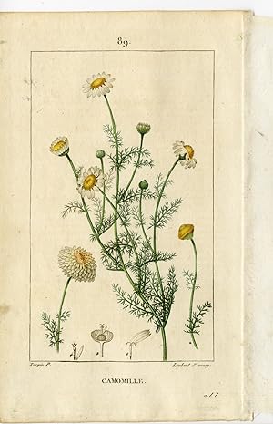 Antique Print-PL.89-CAMOMILLE-ANTHEMIS NOBILIS-CHAMOMILE-Turpin-Chaumeton-1814