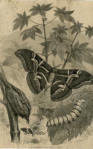 Antique Print-INSECTS-SILKWORM-BOMBYX CYNTHIA-INDIA-Freeman-Sargent-ca. 1850