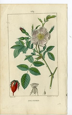Antique Print-PL.154-EGLANTIER-ROSA CANINA-DOG ROSE-Turpin-Chaumeton-1814