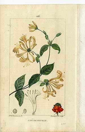 Antique Print-PL.116-CHERVRE FEUILLE-LONICERA-HONEY SUCKLE-Turpin-Chaumeton-1814