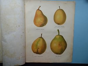 Abbildungen württembergischer Obstsorten. Eine Sammlung vorzüglicher Apfel- und Birnsorten ausgew...