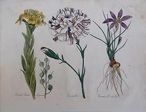 Seller image for Culpeper. Bladder-podded Alyssum, Carnation, Crocus-leaved Ixia. for sale by theoldmapman