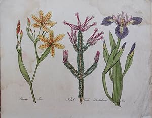 Seller image for Culpeper. Chinese Ixia, Flask Heath, Particoloured Iris. for sale by theoldmapman